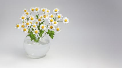 Fototapeta na wymiar Chamomile decorative garden in a round vase with water on a gray background empty space for text