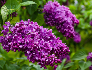 Fototapeta na wymiar Blooming lilac (лат. Syringa) in the garden. Beautiful purple lilac flowers on natural background.