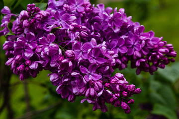 Blooming lilac (лат. Syringa) in the garden. Beautiful purple lilac flowers on natural background.
