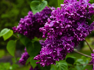 Blooming lilac (лат. Syringa) in the garden. Beautiful purple lilac flowers on natural background.