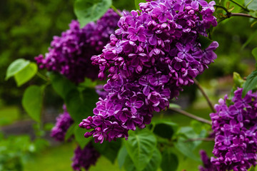 Obraz premium Blooming lilac (лат. Syringa) in the garden. Beautiful purple lilac flowers on natural background.