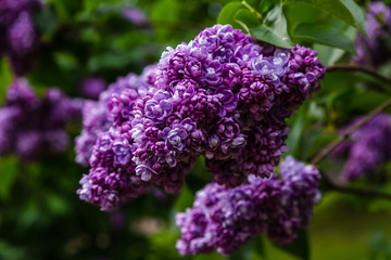 Blooming lilac (лат. Syringa) in the garden. Beautiful purple lilac flowers on natural background.