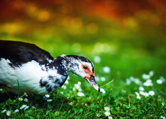 Duck