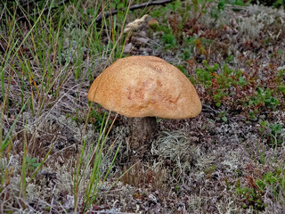 Edible mushrooms in the forest litter. Mushrooms in the forest-t