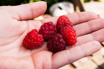 Fresh raspberries in a hand close-up