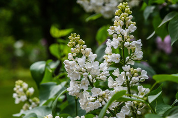Blooming lilac (лат. Syringa) in the garden. Beautiful white lilac flowers on natural background.