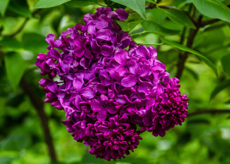 Blooming lilac (лат. Syringa) in the garden. Beautiful purple lilac flowers on natural background.