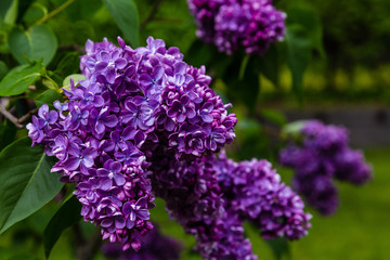 Blooming lilac (лат. Syringa) in the garden. Beautiful purple lilac flowers on natural background.
