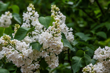 Blooming lilac (лат. Syringa) in the garden. Beautiful white lilac flowers on natural background.
