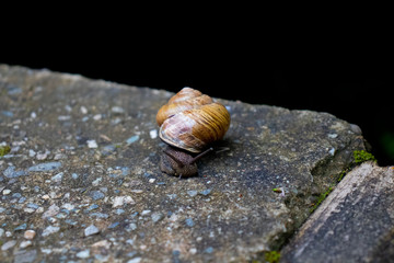 shell