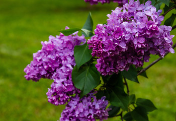 Blooming lilac (лат. Syringa) in the garden. Beautiful purple lilac flowers on natural background.