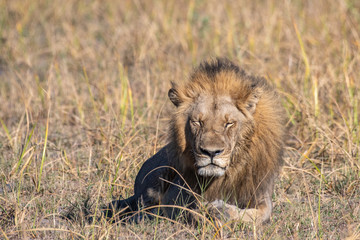 Naklejka na ściany i meble Male lions resting Okavango