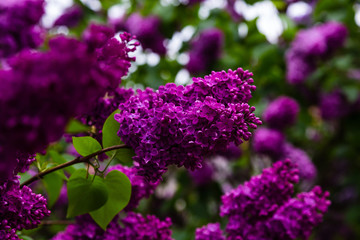 Blooming lilac (лат. Syringa) in the garden. Beautiful purple lilac flowers on natural background.