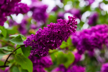 Blooming lilac (лат. Syringa) in the garden. Beautiful purple lilac flowers on natural background.