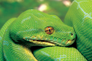 Green python snake.