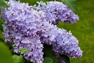 Blooming lilac (лат. Syringa) in the garden. Beautiful lilac flowers on natural background.