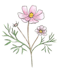 Watercolor wild flowers. Cosmos isolated.