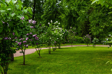 Blooming lilac (лат. Syringa) in the garden. Beautiful lilac flowers on natural background.
