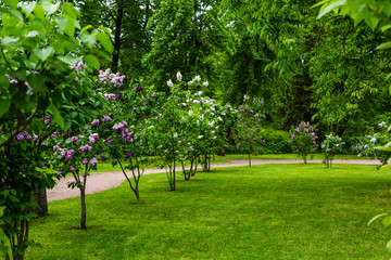 Blooming lilac (лат. Syringa) in the garden. Beautiful lilac flowers on natural background.