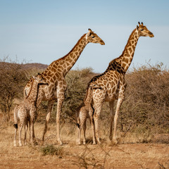 Naklejka na ściany i meble Two baby giraffes each stand next to their mother in Namibia