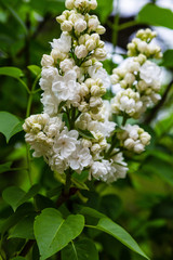Blooming lilac (лат. Syringa) in the garden. Beautiful white lilac flowers on natural background.