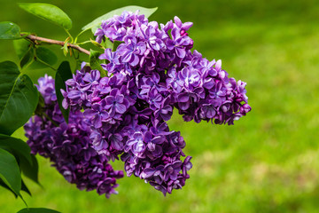 Blooming lilac (лат. Syringa) in the garden. Beautiful purple lilac flowers on natural background.