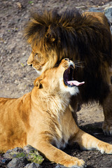 Fototapeta na wymiar lion and lioness