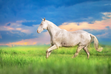 Obraz na płótnie Canvas Akhal teke horse run gallop on green meadow