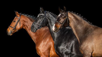 Fototapeta na wymiar Group of horse in bridle close up portrait on black background