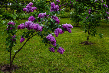 Blooming lilac (лат. Syringa) in the garden. Beautiful purple lilac flowers on natural background.