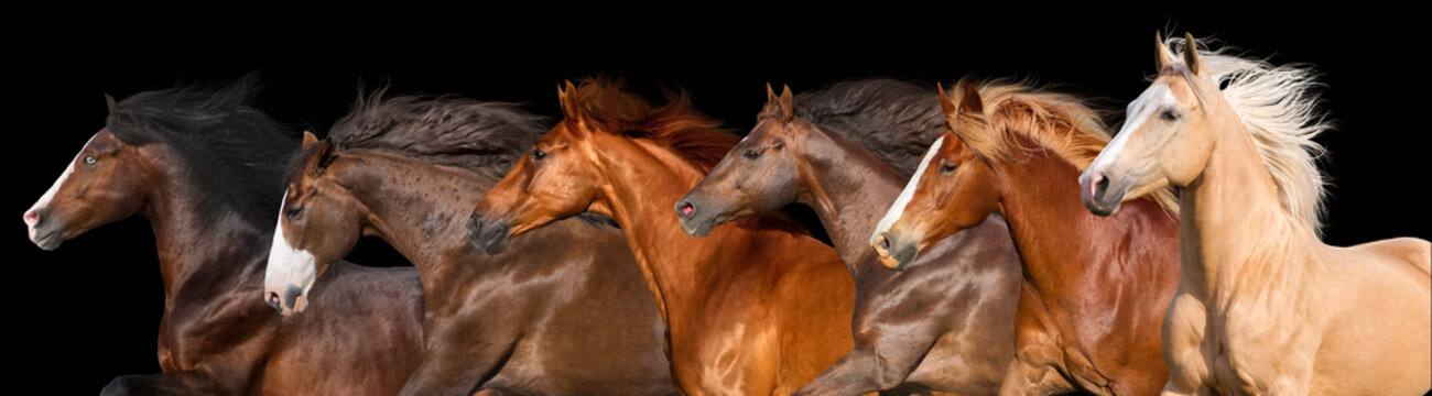 Horse herd run isolated on black background © callipso88