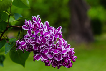 Blooming lilac (лат. Syringa) in the garden. Beautiful purple lilac flowers on natural background.