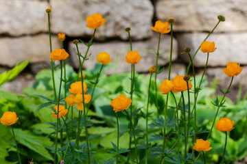 Obraz na płótnie Canvas The globeflower. Yellow flowers Trollius or globeflower.(lat. Tróllius) — a genus of perennial herbaceous plants from the family Ranunculaceae