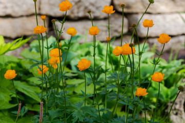 The globeflower. Yellow flowers Trollius or globeflower.(lat. Tróllius) — a genus of perennial herbaceous plants from the family Ranunculaceae