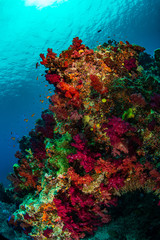Fototapeta na wymiar Soft corals andorning a pillar coral