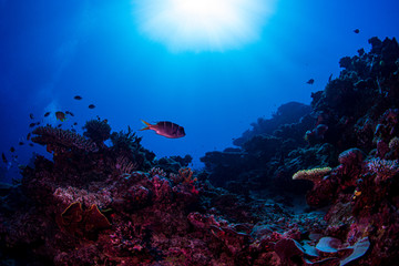 Fototapeta na wymiar Tropical fish swimming over the coral reef in Fiji