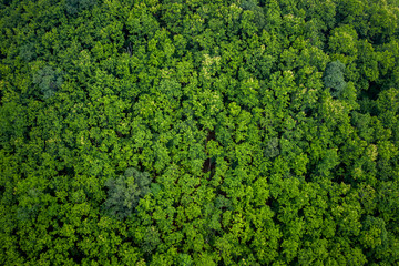 high angle view of the green tree in the rain season of Thailand