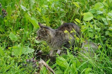 Stra&szlig;enkatze in einer Wiese in Sankt Petersburg