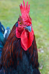 Beautiful imposing cock as close-up