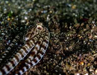 A mimic octopus crawling across the sand