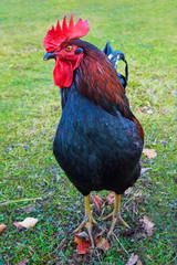 Beautiful imposing cock as close-up