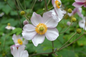 Pastel delicate pink flowers of the anemone dichotoma, Ranunculaceae
