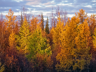 Autumn forest. The leaves of the grass and the trees turned yell