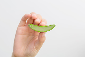 Female hand holding aloe vera leaf on white background