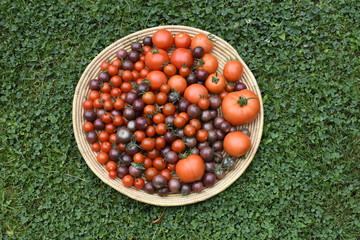 catch of the day: selection of tomatoes