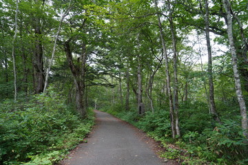 Fototapeta premium 戸隠の森