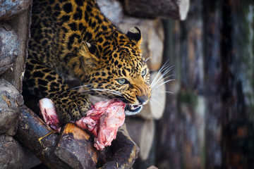 Amur leopard eating meat. Leopard (Panthera pardus)