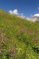Obraz premium Fleurs de montagne dans les alpes