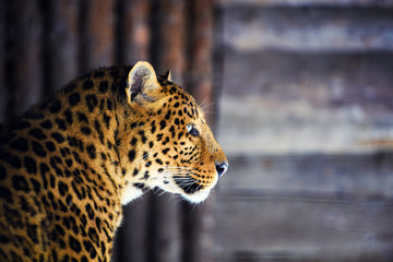 leopard portrait