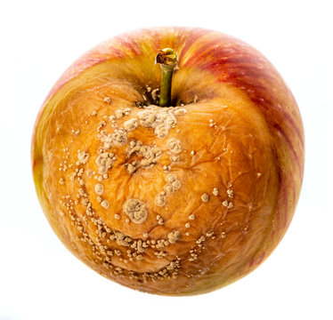 Monilinia  diseases - infected apples with typical signs of disease close up